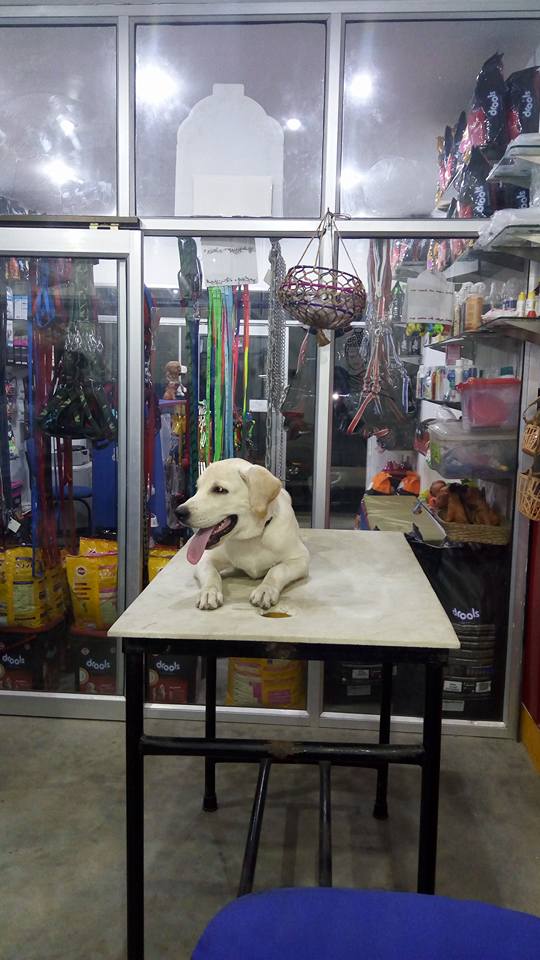 Rocky smart and active doggy treated at Hiyaa’s clinic